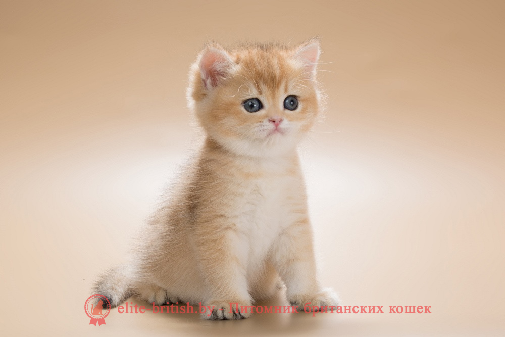 RenataБританский котенок окраса золотая шиншилла, девочка Renata (Рената), Romina (Ромина), помет от 18.06.2025