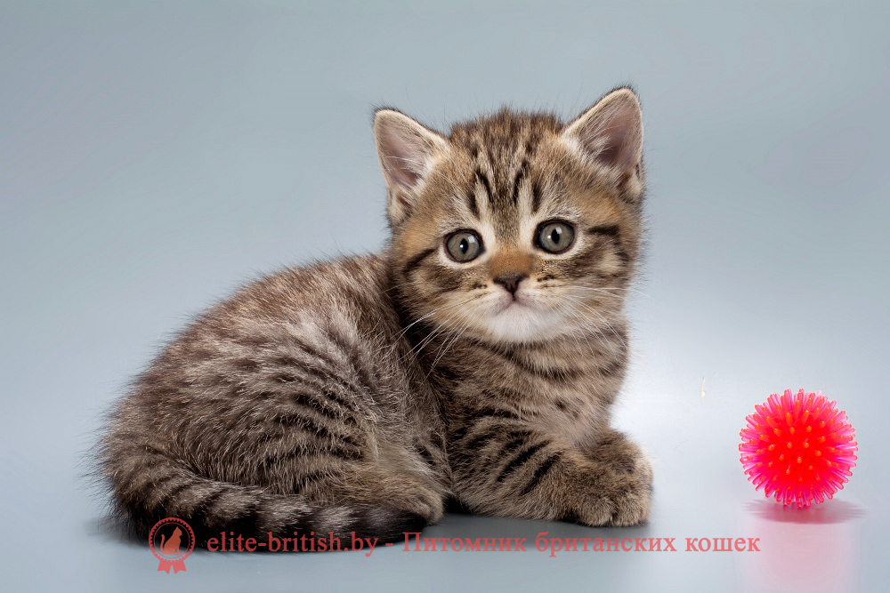 Британские котята черного пятнистого окраса, девочка Beatrice (Беатрис) , помет от 04.07.2025 купить британского котенка, купить британца, тигровая британская кошка, британец тигровый, британец табби тигровый, тигровый британский котенок, британский котенок тигрового окраса, британская тигровая кошка фото, тигровые британские котята фото, британская пятнистая кошка, кот британский пятнистый, британские котята табби, британские кошки табби, короткошерстная британская кошка серебристый табби, табби британец, британцы серебристый табби, британские коты табби, британские котята браун табби, британец табби тигровый, британская короткошерстная кошка табби, британская кошка серебристый табби, окрасы британских кошек табби, британские котята окраса табби, британец окрас табби, фото британских котят табби, британские коты табби фото, табби британец фото, британская кошка табби фото, британская кошка окрас табби фото, британцы окраса вискас, британцы вискас фото, котенок британец вискас, британец вискасного окраса, британская кошка вискас, окрас вискас британских кошек, британская кошка фото вискас, британская кошка окрас вискас фото, британские котята вискас купить, британские котята цвета вискас, вислоухий британец вискас, британец окрас вискас фото, британский кот вискас, британский котенок вискас, британские котята окрас вискас купить