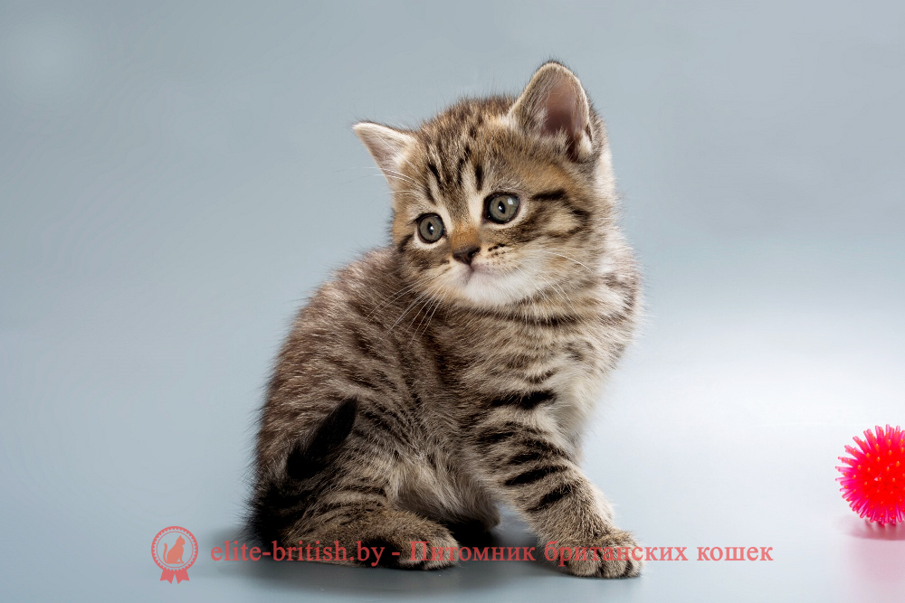 Британские котята черного пятнистого окраса, девочка Beatrice (Беатрис) , помет от 04.07.2025 купить британского котенка, купить британца, тигровая британская кошка, британец тигровый, британец табби тигровый, тигровый британский котенок, британский котенок тигрового окраса, британская тигровая кошка фото, тигровые британские котята фото, британская пятнистая кошка, кот британский пятнистый, британские котята табби, британские кошки табби, короткошерстная британская кошка серебристый табби, табби британец, британцы серебристый табби, британские коты табби, британские котята браун табби, британец табби тигровый, британская короткошерстная кошка табби, британская кошка серебристый табби, окрасы британских кошек табби, британские котята окраса табби, британец окрас табби, фото британских котят табби, британские коты табби фото, табби британец фото, британская кошка табби фото, британская кошка окрас табби фото, британцы окраса вискас, британцы вискас фото, котенок британец вискас, британец вискасного окраса, британская кошка вискас, окрас вискас британских кошек, британская кошка фото вискас, британская кошка окрас вискас фото, британские котята вискас купить, британские котята цвета вискас, вислоухий британец вискас, британец окрас вискас фото, британский кот вискас, британский котенок вискас, британские котята окрас вискас купить