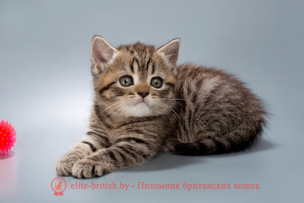 Британские котята черного пятнистого окраса, девочка Beatrice (Беатрис) , помет от 04.07.2025 купить британского котенка, купить британца, тигровая британская кошка, британец тигровый, британец табби тигровый, тигровый британский котенок, британский котенок тигрового окраса, британская тигровая кошка фото, тигровые британские котята фото, британская пятнистая кошка, кот британский пятнистый, британские котята табби, британские кошки табби, короткошерстная британская кошка серебристый табби, табби британец, британцы серебристый табби, британские коты табби, британские котята браун табби, британец табби тигровый, британская короткошерстная кошка табби, британская кошка серебристый табби, окрасы британских кошек табби, британские котята окраса табби, британец окрас табби, фото британских котят табби, британские коты табби фото, табби британец фото, британская кошка табби фото, британская кошка окрас табби фото, британцы окраса вискас, британцы вискас фото, котенок британец вискас, британец вискасного окраса, британская кошка вискас, окрас вискас британских кошек, британская кошка фото вискас, британская кошка окрас вискас фото, британские котята вискас купить, британские котята цвета вискас, вислоухий британец вискас, британец окрас вискас фото, британский кот вискас, британский котенок вискас, британские котята окрас вискас купить