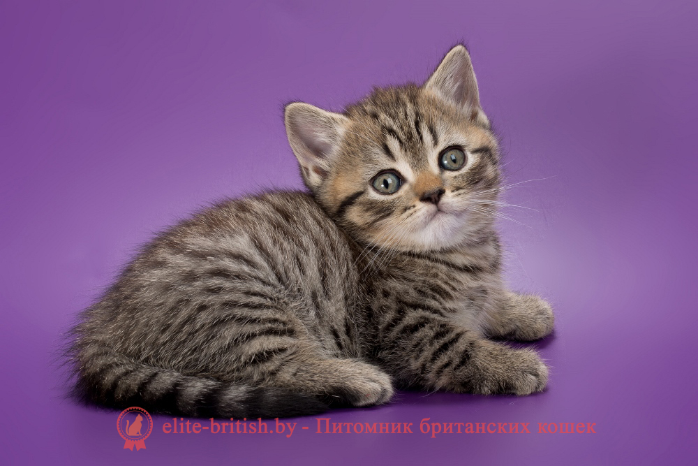 Британские котята черного пятнистого окраса, девочка Beatrice (Беатрис) , помет от 04.07.2025 купить британского котенка, купить британца, тигровая британская кошка, британец тигровый, британец табби тигровый, тигровый британский котенок, британский котенок тигрового окраса, британская тигровая кошка фото, тигровые британские котята фото, британская пятнистая кошка, кот британский пятнистый, британские котята табби, британские кошки табби, короткошерстная британская кошка серебристый табби, табби британец, британцы серебристый табби, британские коты табби, британские котята браун табби, британец табби тигровый, британская короткошерстная кошка табби, британская кошка серебристый табби, окрасы британских кошек табби, британские котята окраса табби, британец окрас табби, фото британских котят табби, британские коты табби фото, табби британец фото, британская кошка табби фото, британская кошка окрас табби фото, британцы окраса вискас, британцы вискас фото, котенок британец вискас, британец вискасного окраса, британская кошка вискас, окрас вискас британских кошек, британская кошка фото вискас, британская кошка окрас вискас фото, британские котята вискас купить, британские котята цвета вискас, вислоухий британец вискас, британец окрас вискас фото, британский кот вискас, британский котенок вискас, британские котята окрас вискас купить