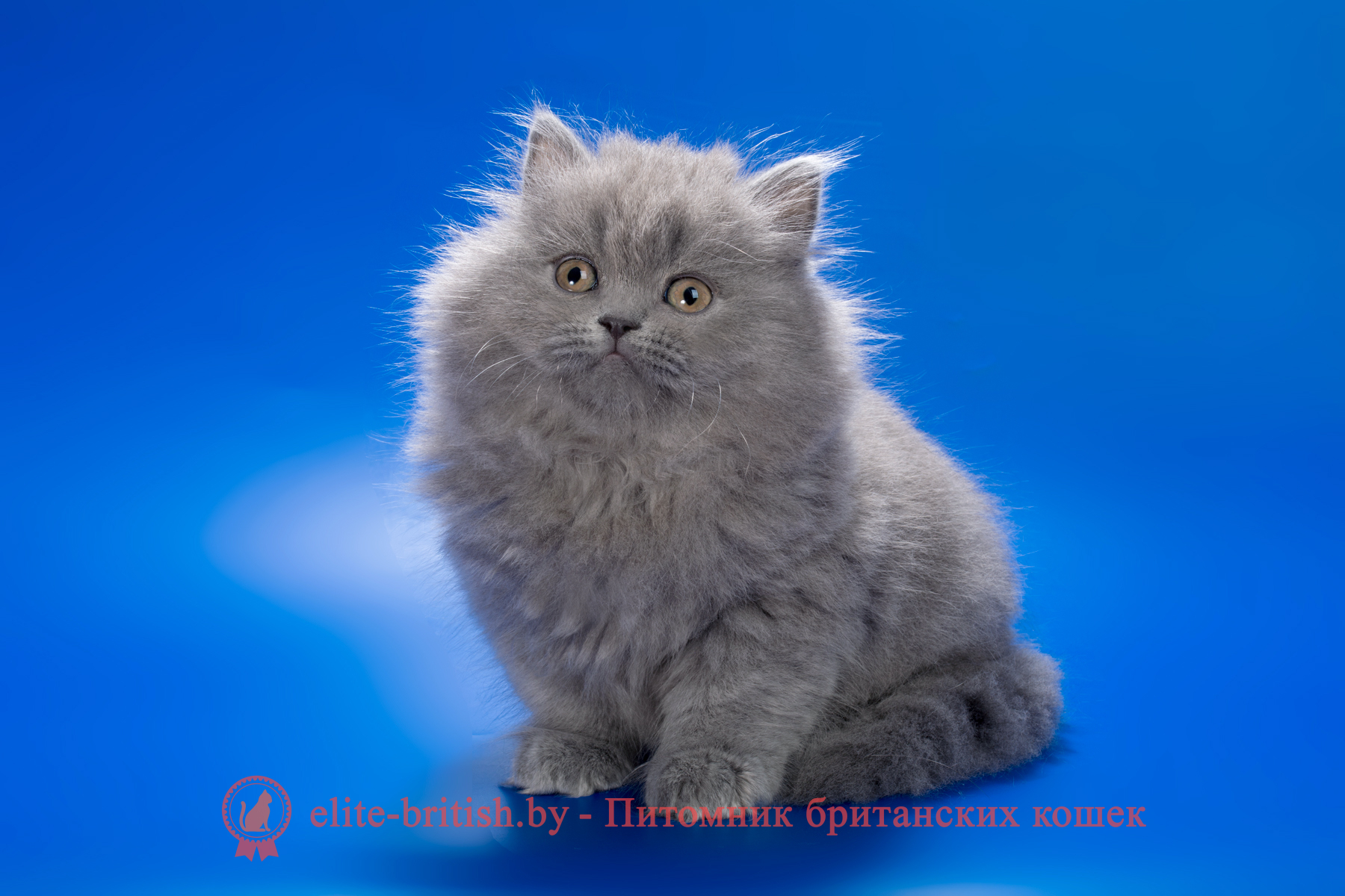 Британский длинношерстный котенок голубого окраса, девочка Ellie (Элли), помет от 10.05.2025 купить британского котенка, купить британца, британец голубой фото, голубые британцы фото, британский кошки голубой, британская голубая кошка, британская голубая кошка фото, британской голубой кошки фото, кот британский голубой, коты британские голубые, голубые британские котята фото, британский голубой котенок фото, британский голубой кот фото, фото британского голубого кота, окрас британских котят голубой фото, британские котята голубого окраса фото, британцы коты фото голубые