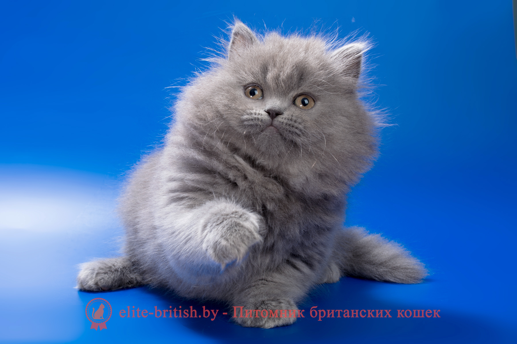 Британский длинношерстный котенок голубого окраса, девочка Ellie (Элли), помет от 10.05.2025 купить британского котенка, купить британца, британец голубой фото, голубые британцы фото, британский кошки голубой, британская голубая кошка, британская голубая кошка фото, британской голубой кошки фото, кот британский голубой, коты британские голубые, голубые британские котята фото, британский голубой котенок фото, британский голубой кот фото, фото британского голубого кота, окрас британских котят голубой фото, британские котята голубого окраса фото, британцы коты фото голубые