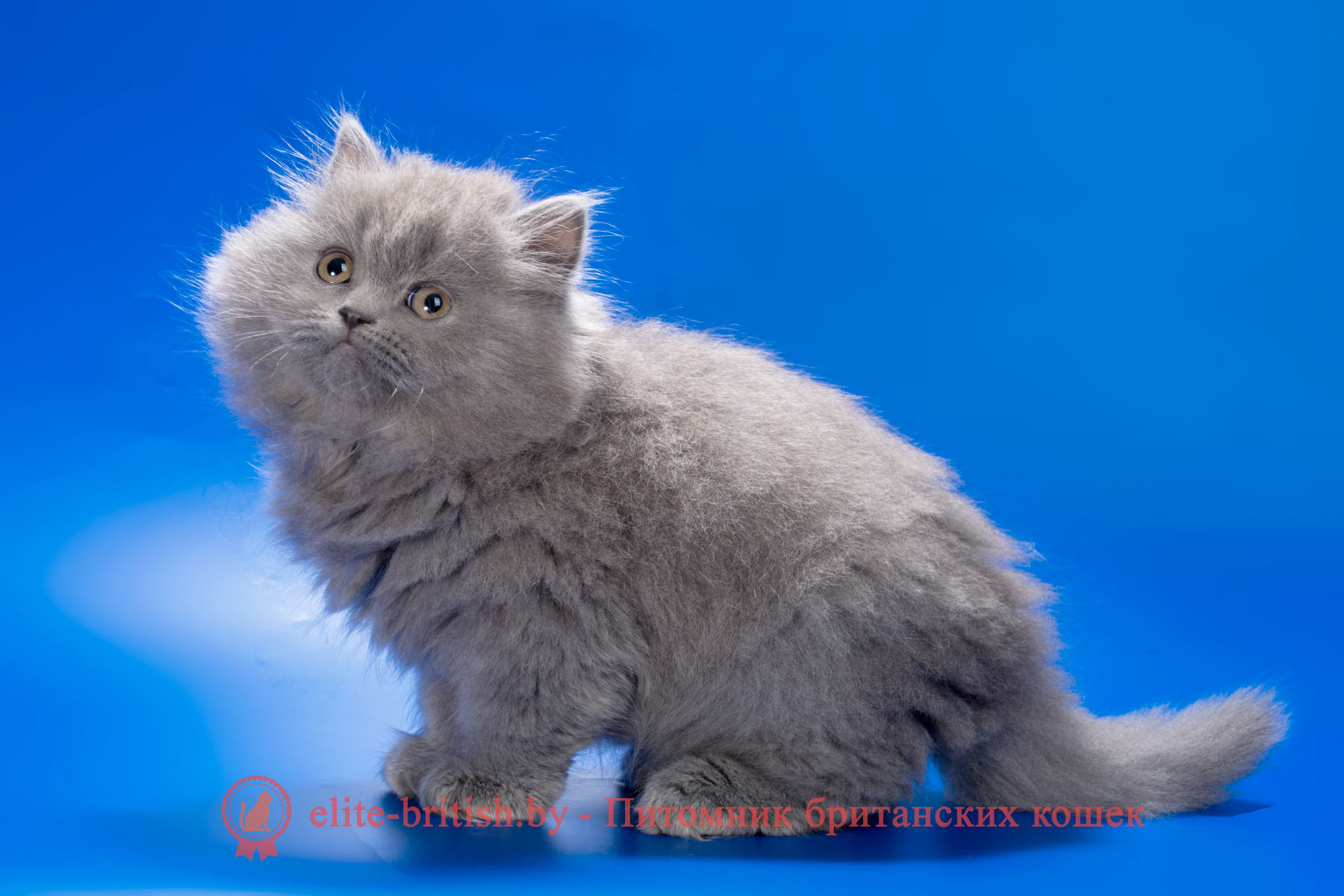 Британский длинношерстный котенок голубого окраса, девочка Ellie (Элли), помет от 10.05.2025 купить британского котенка, купить британца, британец голубой фото, голубые британцы фото, британский кошки голубой, британская голубая кошка, британская голубая кошка фото, британской голубой кошки фото, кот британский голубой, коты британские голубые, голубые британские котята фото, британский голубой котенок фото, британский голубой кот фото, фото британского голубого кота, окрас британских котят голубой фото, британские котята голубого окраса фото, британцы коты фото голубые
