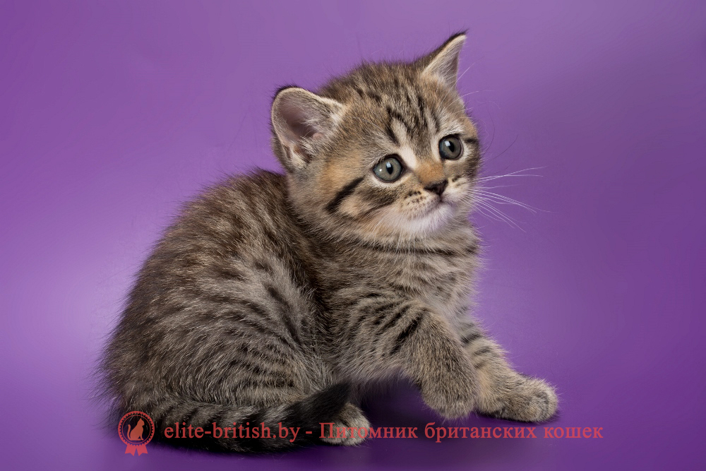 Британские котята черного пятнистого окраса, девочка Beatrice (Беатрис) , помет от 04.07.2025 купить британского котенка, купить британца, тигровая британская кошка, британец тигровый, британец табби тигровый, тигровый британский котенок, британский котенок тигрового окраса, британская тигровая кошка фото, тигровые британские котята фото, британская пятнистая кошка, кот британский пятнистый, британские котята табби, британские кошки табби, короткошерстная британская кошка серебристый табби, табби британец, британцы серебристый табби, британские коты табби, британские котята браун табби, британец табби тигровый, британская короткошерстная кошка табби, британская кошка серебристый табби, окрасы британских кошек табби, британские котята окраса табби, британец окрас табби, фото британских котят табби, британские коты табби фото, табби британец фото, британская кошка табби фото, британская кошка окрас табби фото, британцы окраса вискас, британцы вискас фото, котенок британец вискас, британец вискасного окраса, британская кошка вискас, окрас вискас британских кошек, британская кошка фото вискас, британская кошка окрас вискас фото, британские котята вискас купить, британские котята цвета вискас, вислоухий британец вискас, британец окрас вискас фото, британский кот вискас, британский котенок вискас, британские котята окрас вискас купить
