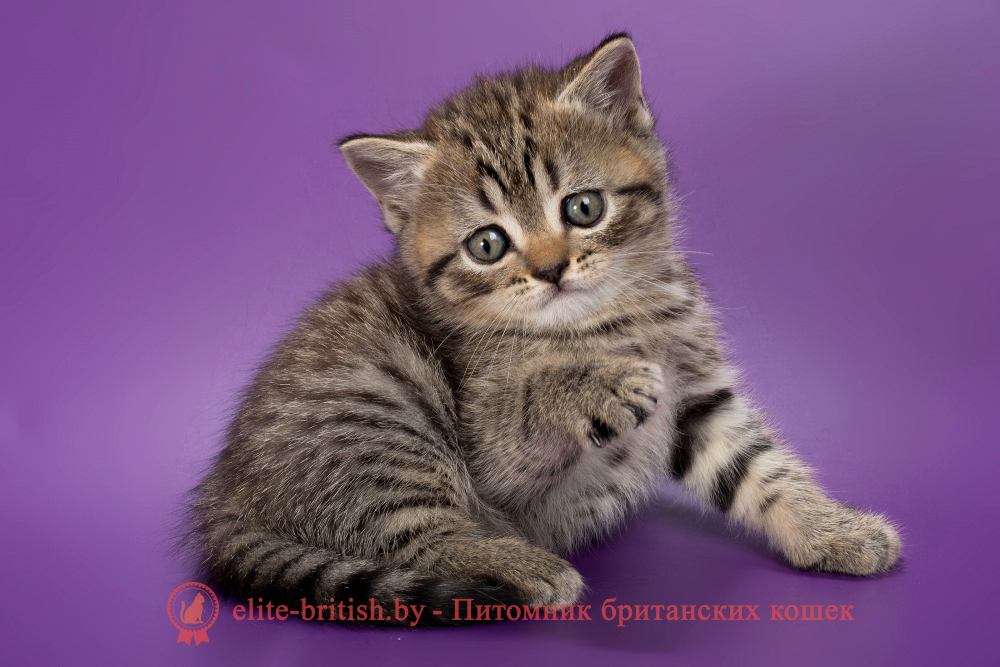 Британские котята черного пятнистого окраса, девочка Beatrice (Беатрис) , помет от 04.07.2025 купить британского котенка, купить британца, тигровая британская кошка, британец тигровый, британец табби тигровый, тигровый британский котенок, британский котенок тигрового окраса, британская тигровая кошка фото, тигровые британские котята фото, британская пятнистая кошка, кот британский пятнистый, британские котята табби, британские кошки табби, короткошерстная британская кошка серебристый табби, табби британец, британцы серебристый табби, британские коты табби, британские котята браун табби, британец табби тигровый, британская короткошерстная кошка табби, британская кошка серебристый табби, окрасы британских кошек табби, британские котята окраса табби, британец окрас табби, фото британских котят табби, британские коты табби фото, табби британец фото, британская кошка табби фото, британская кошка окрас табби фото, британцы окраса вискас, британцы вискас фото, котенок британец вискас, британец вискасного окраса, британская кошка вискас, окрас вискас британских кошек, британская кошка фото вискас, британская кошка окрас вискас фото, британские котята вискас купить, британские котята цвета вискас, вислоухий британец вискас, британец окрас вискас фото, британский кот вискас, британский котенок вискас, британские котята окрас вискас купить