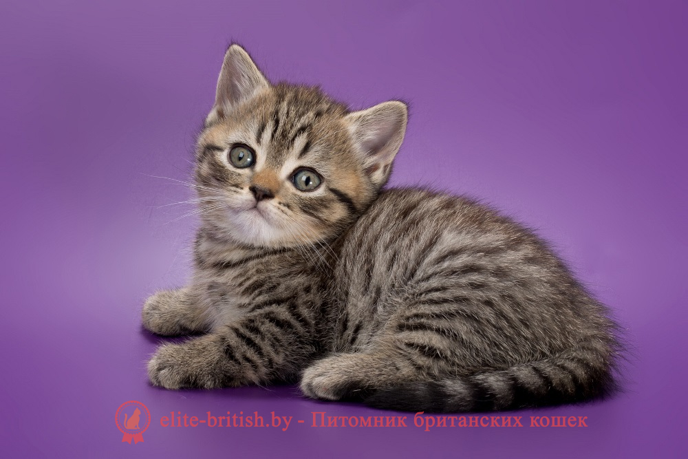 Британские котята черного пятнистого окраса, девочка Beatrice (Беатрис) , помет от 04.07.2025 купить британского котенка, купить британца, тигровая британская кошка, британец тигровый, британец табби тигровый, тигровый британский котенок, британский котенок тигрового окраса, британская тигровая кошка фото, тигровые британские котята фото, британская пятнистая кошка, кот британский пятнистый, британские котята табби, британские кошки табби, короткошерстная британская кошка серебристый табби, табби британец, британцы серебристый табби, британские коты табби, британские котята браун табби, британец табби тигровый, британская короткошерстная кошка табби, британская кошка серебристый табби, окрасы британских кошек табби, британские котята окраса табби, британец окрас табби, фото британских котят табби, британские коты табби фото, табби британец фото, британская кошка табби фото, британская кошка окрас табби фото, британцы окраса вискас, британцы вискас фото, котенок британец вискас, британец вискасного окраса, британская кошка вискас, окрас вискас британских кошек, британская кошка фото вискас, британская кошка окрас вискас фото, британские котята вискас купить, британские котята цвета вискас, вислоухий британец вискас, британец окрас вискас фото, британский кот вискас, британский котенок вискас, британские котята окрас вискас купить