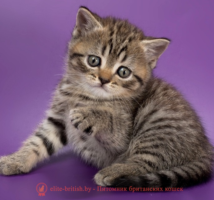 британский кот пятнистый табби, пятнистый табби британец, пятнистый табби окрас британских котят, британский кот пятнистый табби окраса, пятнистый табби окрас британской кошки, британец пятнистый табби окраса, котята британцы пятнистый табби окрас, пятнистый табби окрас британских котят, серебристый пятнистый табби британец, британская пятнистый табби кошка характер, британский кот мраморного окраса, котята британцы пятнистый табби окрас, мраморные британцы котята, британские котята мраморного окраса фото, мраморный британец фото, мраморная британская кошка фото, британские кошки пятнистый табби окраса фото, британские коты пятнистый табби фото, британские котята фото пятнистый табби, британцы мрамор на серебре фото, кот британец фото пятнистый табби, британцы пятнистый табби окрас фото