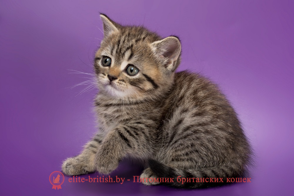 Британские котята черного пятнистого окраса, девочка Beatrice (Беатрис) , помет от 04.07.2025 купить британского котенка, купить британца, тигровая британская кошка, британец тигровый, британец табби тигровый, тигровый британский котенок, британский котенок тигрового окраса, британская тигровая кошка фото, тигровые британские котята фото, британская пятнистая кошка, кот британский пятнистый, британские котята табби, британские кошки табби, короткошерстная британская кошка серебристый табби, табби британец, британцы серебристый табби, британские коты табби, британские котята браун табби, британец табби тигровый, британская короткошерстная кошка табби, британская кошка серебристый табби, окрасы британских кошек табби, британские котята окраса табби, британец окрас табби, фото британских котят табби, британские коты табби фото, табби британец фото, британская кошка табби фото, британская кошка окрас табби фото, британцы окраса вискас, британцы вискас фото, котенок британец вискас, британец вискасного окраса, британская кошка вискас, окрас вискас британских кошек, британская кошка фото вискас, британская кошка окрас вискас фото, британские котята вискас купить, британские котята цвета вискас, вислоухий британец вискас, британец окрас вискас фото, британский кот вискас, британский котенок вискас, британские котята окрас вискас купить