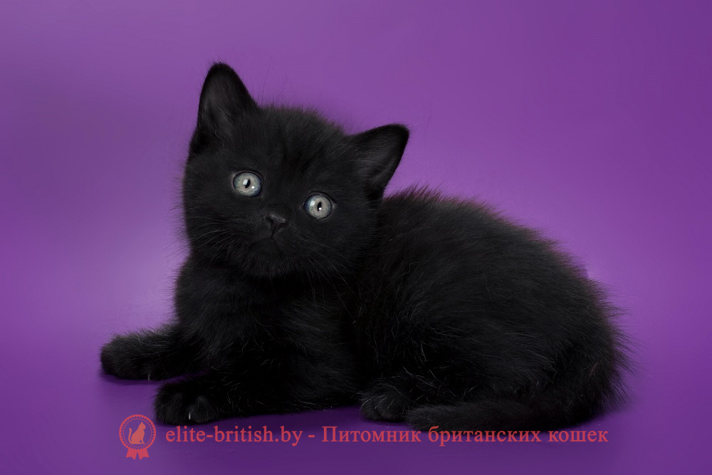 Британские котята черного окраса, мальчик, помет от 04.07.2025 британец черный фото, черные британцы фото, черный британский кот фото, черные британские коты фото, черная британская кошка, черная британская кошка фото, черный британский кот, черные британские коты, британский черный котенок, черные британские котята, кот британец черный фото, черные коты британцы фото, черный британец, британцы черные, британские котята черного окраса, черный британец котенок, котята британцы черные, фото черного британского котенка, черные британские котята фото, британцы коты черные, черный британец кот, британец черный мрамор на серебре, британские коты черного окраса фото, британец черного цвета, черная кошка британец, кот британец черно белый, британец черного цвета, британские кошки окрас черный, британцы черный окрас, британские кошки черный мрамор, британский кот черный мрамор, британский котенок черный мрамор, черный мраморный британец, черный мрамор британцы, котята британцы черные фото, черный британец котенок фото, британцы черного окраса фото, кошки британцы черные фото, британские кошки черного окраса фото, фото британских котят черного окраса, британская кошка черного окраса, британская черный окрас, британские котята черного окраса, британские котята черного окраса фото, британские кошки черного окраса фото, британский кот черного окраса фото, британцы черного окраса, британцы черного окраса фото