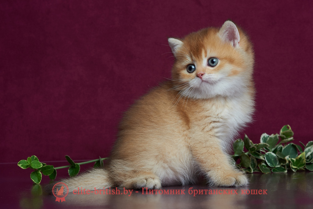 Британский котенок золотая шиншилла окрас, мальчик Winston (Винстон), помет от 14.06.2025 шоколадное золото, шоколадная золотая шиншилла, золотые британцы фото, золотой британец, британская кошка золотая шиншилла, британский кот шиншилла золотая, золотой тикированный британец, британец золотая шиншилла, британец золотистый, котята британские окрас золотая шиншилла, британская кошка золотая шиншилла фото, британец окрас золотая шиншилла фото, британский золотой котенок, длинношерстная британская золотая кошка, британские котята золотая шиншилла, британский золотистый кот, кот золотой британец , британцы окрас золотой, британцы окрас золотая шиншилла, котята британцы золотая шиншилла, золотистые британские котята, британские котята золотого окраса, британцы золотая шиншилла фото, золотой окрас британских кошек, британцы золотого окраса, британские котята золотого окраса, британец окрас золотая шиншилла