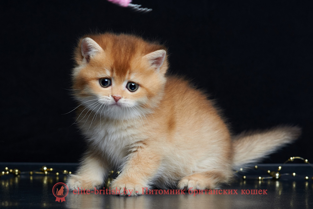 Британский котенок золотая шиншилла окрас, мальчик Winston (Винстон), помет от 14.06.2025 шоколадное золото, шоколадная золотая шиншилла, золотые британцы фото, золотой британец, британская кошка золотая шиншилла, британский кот шиншилла золотая, золотой тикированный британец, британец золотая шиншилла, британец золотистый, котята британские окрас золотая шиншилла, британская кошка золотая шиншилла фото, британец окрас золотая шиншилла фото, британский золотой котенок, длинношерстная британская золотая кошка, британские котята золотая шиншилла, британский золотистый кот, кот золотой британец , британцы окрас золотой, британцы окрас золотая шиншилла, котята британцы золотая шиншилла, золотистые британские котята, британские котята золотого окраса, британцы золотая шиншилла фото, золотой окрас британских кошек, британцы золотого окраса, британские котята золотого окраса, британец окрас золотая шиншилла