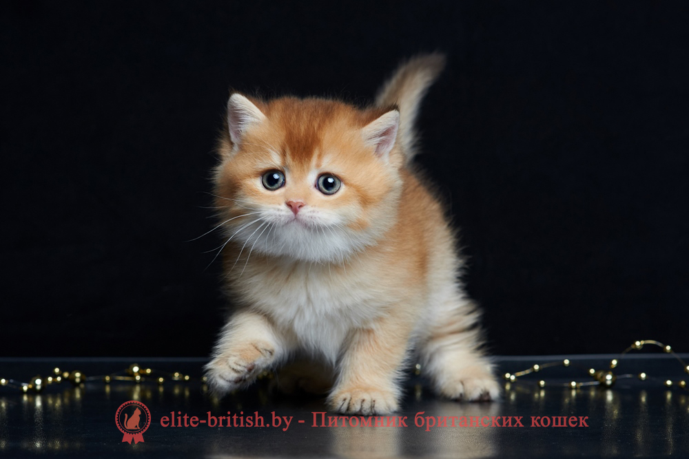 Британский котенок золотая шиншилла окрас, мальчик Winston (Винстон), помет от 14.06.2025 шоколадное золото, шоколадная золотая шиншилла, золотые британцы фото, золотой британец, британская кошка золотая шиншилла, британский кот шиншилла золотая, золотой тикированный британец, британец золотая шиншилла, британец золотистый, котята британские окрас золотая шиншилла, британская кошка золотая шиншилла фото, британец окрас золотая шиншилла фото, британский золотой котенок, длинношерстная британская золотая кошка, британские котята золотая шиншилла, британский золотистый кот, кот золотой британец , британцы окрас золотой, британцы окрас золотая шиншилла, котята британцы золотая шиншилла, золотистые британские котята, британские котята золотого окраса, британцы золотая шиншилла фото, золотой окрас британских кошек, британцы золотого окраса, британские котята золотого окраса, британец окрас золотая шиншилла