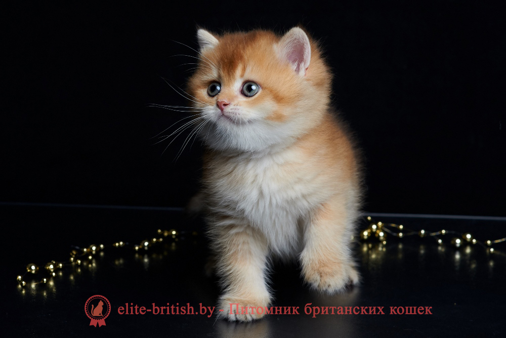 Британский котенок золотая шиншилла окрас, мальчик Winston (Винстон), помет от 14.06.2025 шоколадное золото, шоколадная золотая шиншилла, золотые британцы фото, золотой британец, британская кошка золотая шиншилла, британский кот шиншилла золотая, золотой тикированный британец, британец золотая шиншилла, британец золотистый, котята британские окрас золотая шиншилла, британская кошка золотая шиншилла фото, британец окрас золотая шиншилла фото, британский золотой котенок, длинношерстная британская золотая кошка, британские котята золотая шиншилла, британский золотистый кот, кот золотой британец , британцы окрас золотой, британцы окрас золотая шиншилла, котята британцы золотая шиншилла, золотистые британские котята, британские котята золотого окраса, британцы золотая шиншилла фото, золотой окрас британских кошек, британцы золотого окраса, британские котята золотого окраса, британец окрас золотая шиншилла