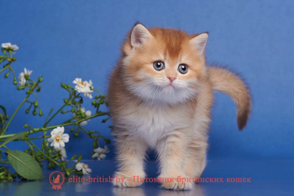 Британский котенок золотая шиншилла окрас, мальчик Winston (Винстон), помет от 14.06.2025 шоколадное золото, шоколадная золотая шиншилла, золотые британцы фото, золотой британец, британская кошка золотая шиншилла, британский кот шиншилла золотая, золотой тикированный британец, британец золотая шиншилла, британец золотистый, котята британские окрас золотая шиншилла, британская кошка золотая шиншилла фото, британец окрас золотая шиншилла фото, британский золотой котенок, длинношерстная британская золотая кошка, британские котята золотая шиншилла, британский золотистый кот, кот золотой британец , британцы окрас золотой, британцы окрас золотая шиншилла, котята британцы золотая шиншилла, золотистые британские котята, британские котята золотого окраса, британцы золотая шиншилла фото, золотой окрас британских кошек, британцы золотого окраса, британские котята золотого окраса, британец окрас золотая шиншилла