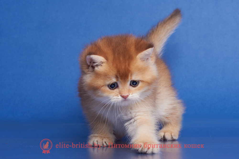 Британский котенок золотая шиншилла окрас, мальчик Winston (Винстон), помет от 14.06.2025 шоколадное золото, шоколадная золотая шиншилла, золотые британцы фото, золотой британец, британская кошка золотая шиншилла, британский кот шиншилла золотая, золотой тикированный британец, британец золотая шиншилла, британец золотистый, котята британские окрас золотая шиншилла, британская кошка золотая шиншилла фото, британец окрас золотая шиншилла фото, британский золотой котенок, длинношерстная британская золотая кошка, британские котята золотая шиншилла, британский золотистый кот, кот золотой британец , британцы окрас золотой, британцы окрас золотая шиншилла, котята британцы золотая шиншилла, золотистые британские котята, британские котята золотого окраса, британцы золотая шиншилла фото, золотой окрас британских кошек, британцы золотого окраса, британские котята золотого окраса, британец окрас золотая шиншилла