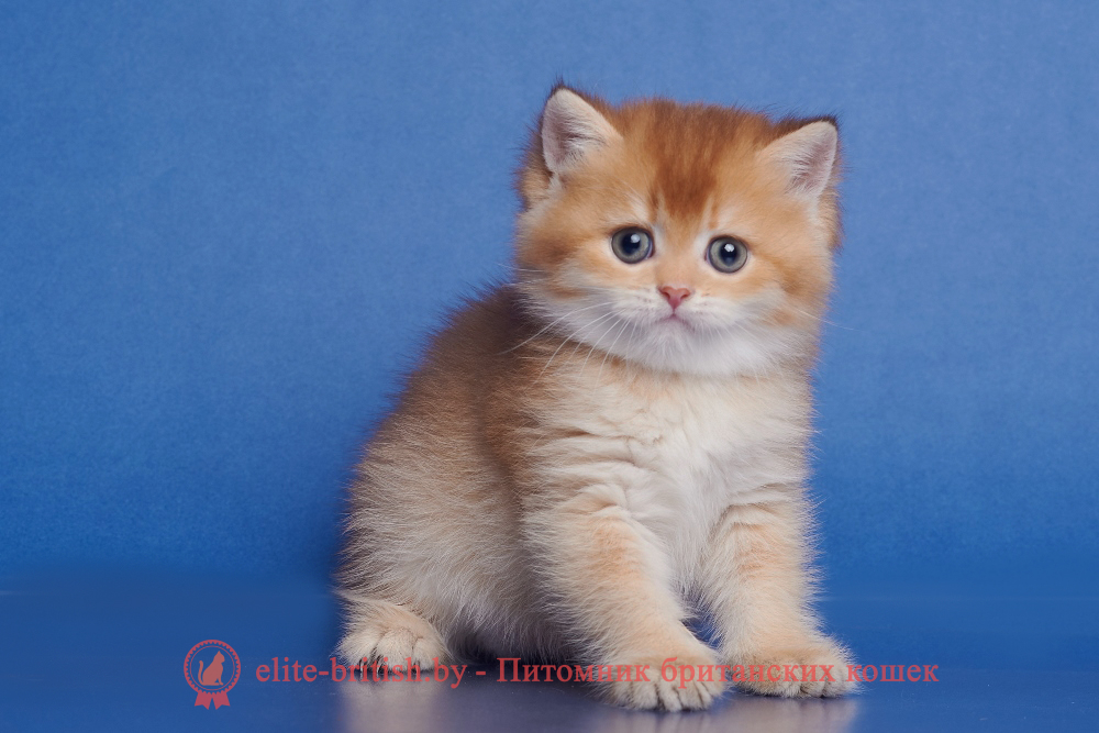 Британский котенок золотая шиншилла окрас, мальчик Winston (Винстон), помет от 14.06.2025 шоколадное золото, шоколадная золотая шиншилла, золотые британцы фото, золотой британец, британская кошка золотая шиншилла, британский кот шиншилла золотая, золотой тикированный британец, британец золотая шиншилла, британец золотистый, котята британские окрас золотая шиншилла, британская кошка золотая шиншилла фото, британец окрас золотая шиншилла фото, британский золотой котенок, длинношерстная британская золотая кошка, британские котята золотая шиншилла, британский золотистый кот, кот золотой британец , британцы окрас золотой, британцы окрас золотая шиншилла, котята британцы золотая шиншилла, золотистые британские котята, британские котята золотого окраса, британцы золотая шиншилла фото, золотой окрас британских кошек, британцы золотого окраса, британские котята золотого окраса, британец окрас золотая шиншилла