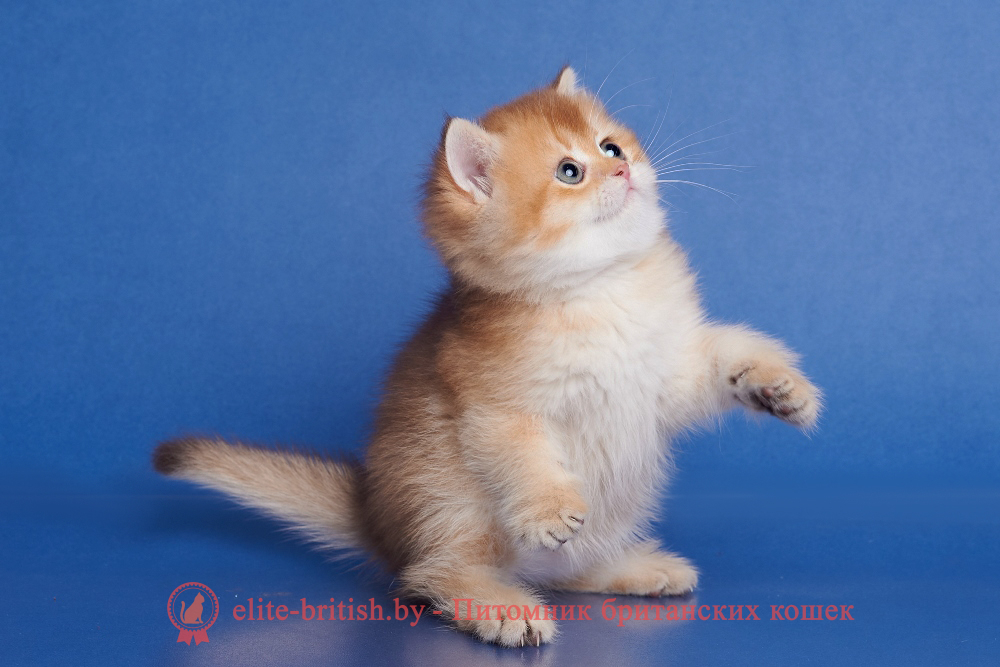 Британский котенок золотая шиншилла окрас, мальчик Winston (Винстон), помет от 14.06.2025 шоколадное золото, шоколадная золотая шиншилла, золотые британцы фото, золотой британец, британская кошка золотая шиншилла, британский кот шиншилла золотая, золотой тикированный британец, британец золотая шиншилла, британец золотистый, котята британские окрас золотая шиншилла, британская кошка золотая шиншилла фото, британец окрас золотая шиншилла фото, британский золотой котенок, длинношерстная британская золотая кошка, британские котята золотая шиншилла, британский золотистый кот, кот золотой британец , британцы окрас золотой, британцы окрас золотая шиншилла, котята британцы золотая шиншилла, золотистые британские котята, британские котята золотого окраса, британцы золотая шиншилла фото, золотой окрас британских кошек, британцы золотого окраса, британские котята золотого окраса, британец окрас золотая шиншилла