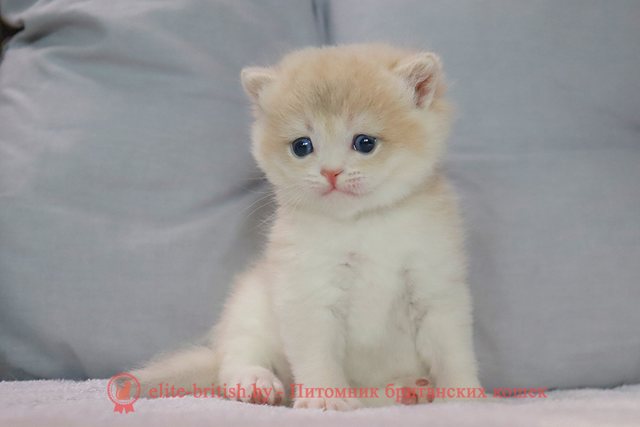 Британский котенок золотая шиншилла окрас - голубое золото, мальчик Yogurt (Йогурт), помет от 10.07.2025 купить британского котенка лиловое золото, купить британца лиловое золото, лиловый золотой британский кот, шиншиллы золотые лиловые британцы фото, золотой тикированный британец, британская кошка золотая шиншилла тикированная, британский кот шиншилла золотая, золотой тикированный британец, британец золотая шиншилла, британец золотистый, котята британские окрас золотая шиншилла, британская кошка золотая шиншилла фото, британец окрас золотая шиншилла фото, британский золотой котенок, британская золотая кошка, британские котята золотая шиншилла, британский золотистый кот, кот золотой британец, британцы окрас золотой