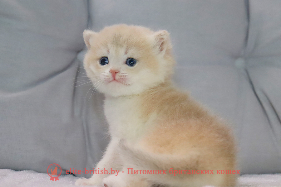 Британский котенок золотая шиншилла окрас - голубое золото, мальчик Yogurt (Йогурт), помет от 10.07.2025 купить британского котенка лиловое золото, купить британца лиловое золото, лиловый золотой британский кот, шиншиллы золотые лиловые британцы фото, золотой тикированный британец, британская кошка золотая шиншилла тикированная, британский кот шиншилла золотая, золотой тикированный британец, британец золотая шиншилла, британец золотистый, котята британские окрас золотая шиншилла, британская кошка золотая шиншилла фото, британец окрас золотая шиншилла фото, британский золотой котенок, британская золотая кошка, британские котята золотая шиншилла, британский золотистый кот, кот золотой британец, британцы окрас золотой