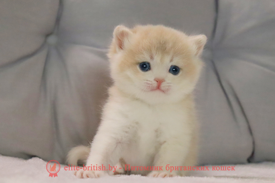 Британский котенок золотая шиншилла окрас - голубое золото, мальчик Yogurt (Йогурт), помет от 10.07.2025 купить британского котенка лиловое золото, купить британца лиловое золото, лиловый золотой британский кот, шиншиллы золотые лиловые британцы фото, золотой тикированный британец, британская кошка золотая шиншилла тикированная, британский кот шиншилла золотая, золотой тикированный британец, британец золотая шиншилла, британец золотистый, котята британские окрас золотая шиншилла, британская кошка золотая шиншилла фото, британец окрас золотая шиншилла фото, британский золотой котенок, британская золотая кошка, британские котята золотая шиншилла, британский золотистый кот, кот золотой британец, британцы окрас золотой
