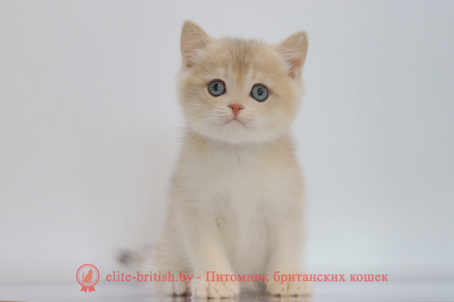 Британский котенок золотая шиншилла окрас - голубое золото, мальчик Yogurt (Йогурт), помет от 10.07.2025 купить британского котенка лиловое золото, купить британца лиловое золото, лиловый золотой британский кот, шиншиллы золотые лиловые британцы фото, золотой тикированный британец, британская кошка золотая шиншилла тикированная, британский кот шиншилла золотая, золотой тикированный британец, британец золотая шиншилла, британец золотистый, котята британские окрас золотая шиншилла, британская кошка золотая шиншилла фото, британец окрас золотая шиншилла фото, британский золотой котенок, британская золотая кошка, британские котята золотая шиншилла, британский золотистый кот, кот золотой британец, британцы окрас золотой