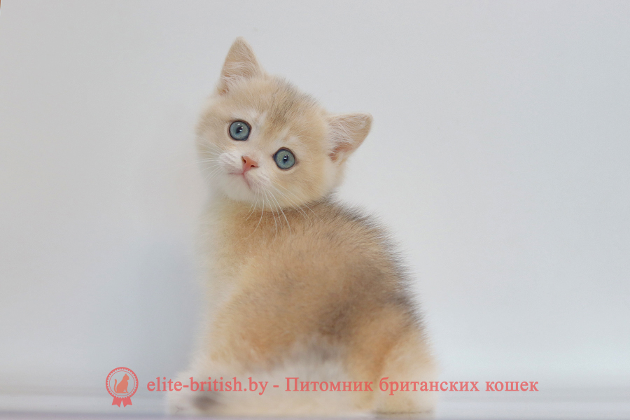 Британский котенок золотая шиншилла окрас - голубое золото, мальчик Yogurt (Йогурт), помет от 10.07.2025 купить британского котенка лиловое золото, купить британца лиловое золото, лиловый золотой британский кот, шиншиллы золотые лиловые британцы фото, золотой тикированный британец, британская кошка золотая шиншилла тикированная, британский кот шиншилла золотая, золотой тикированный британец, британец золотая шиншилла, британец золотистый, котята британские окрас золотая шиншилла, британская кошка золотая шиншилла фото, британец окрас золотая шиншилла фото, британский золотой котенок, британская золотая кошка, британские котята золотая шиншилла, британский золотистый кот, кот золотой британец, британцы окрас золотой