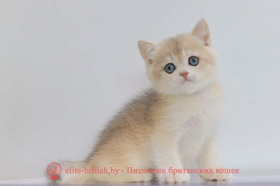 Британский котенок золотая шиншилла окрас - голубое золото, мальчик Yogurt (Йогурт), помет от 10.07.2025 купить британского котенка лиловое золото, купить британца лиловое золото, лиловый золотой британский кот, шиншиллы золотые лиловые британцы фото, золотой тикированный британец, британская кошка золотая шиншилла тикированная, британский кот шиншилла золотая, золотой тикированный британец, британец золотая шиншилла, британец золотистый, котята британские окрас золотая шиншилла, британская кошка золотая шиншилла фото, британец окрас золотая шиншилла фото, британский золотой котенок, британская золотая кошка, британские котята золотая шиншилла, британский золотистый кот, кот золотой британец, британцы окрас золотой