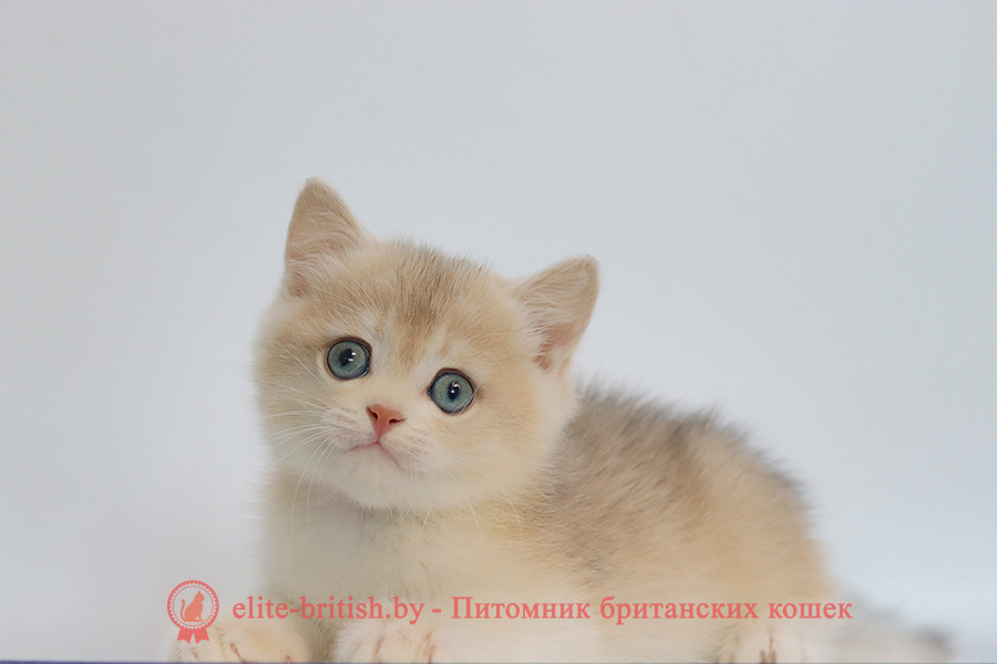 Британский котенок золотая шиншилла окрас - голубое золото, мальчик Yogurt (Йогурт), помет от 10.07.2025 купить британского котенка лиловое золото, купить британца лиловое золото, лиловый золотой британский кот, шиншиллы золотые лиловые британцы фото, золотой тикированный британец, британская кошка золотая шиншилла тикированная, британский кот шиншилла золотая, золотой тикированный британец, британец золотая шиншилла, британец золотистый, котята британские окрас золотая шиншилла, британская кошка золотая шиншилла фото, британец окрас золотая шиншилла фото, британский золотой котенок, британская золотая кошка, британские котята золотая шиншилла, британский золотистый кот, кот золотой британец, британцы окрас золотой