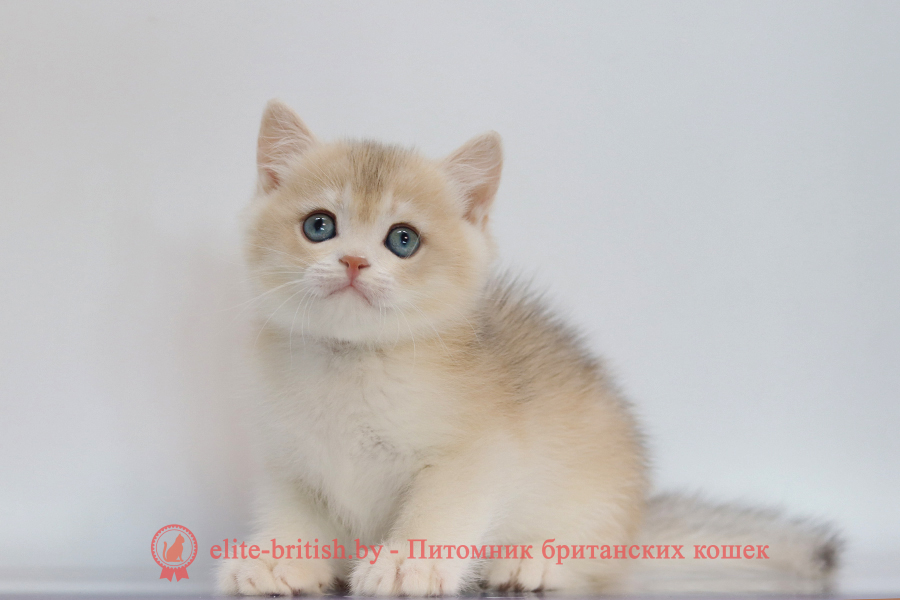 Британский котенок золотая шиншилла окрас - голубое золото, мальчик Yogurt (Йогурт), помет от 10.07.2025 купить британского котенка лиловое золото, купить британца лиловое золото, лиловый золотой британский кот, шиншиллы золотые лиловые британцы фото, золотой тикированный британец, британская кошка золотая шиншилла тикированная, британский кот шиншилла золотая, золотой тикированный британец, британец золотая шиншилла, британец золотистый, котята британские окрас золотая шиншилла, британская кошка золотая шиншилла фото, британец окрас золотая шиншилла фото, британский золотой котенок, британская золотая кошка, британские котята золотая шиншилла, британский золотистый кот, кот золотой британец, британцы окрас золотой