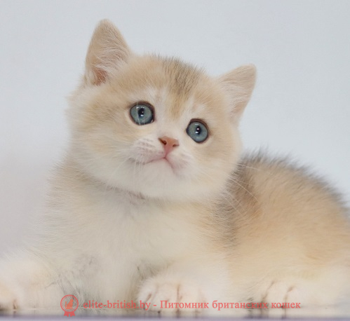 купить британского котенка, купить британца, золотой британский кот, золотые британцы фото, золотой британец, британская кошка золотая шиншилла,  британский кот шиншилла золотая, золотой тикированный британец, британец золотая шиншилла, британец золотистый,  котята британские окрас золотая шиншилла, британская кошка золотая шиншилла фото, британец окрас золотая шиншилла фото, британский золотой котенок, длинношерстная британская золотая кошка, британские котята золотая шиншилла, британский золотистый кот, кот золотой британец , британцы окрас золотой, британцы окрас золотая шиншилла, котята британцы золотая шиншилла, золотистые британские котята, британские котята золотого окраса, британцы золотая шиншилла фото, золотой окрас британских кошек, британцы золотого окраса, британские котята золотого окраса, британец окрас золотая шиншилла, британские котята окраса золотая шиншилла,  британская короткошерстная окраса золото
