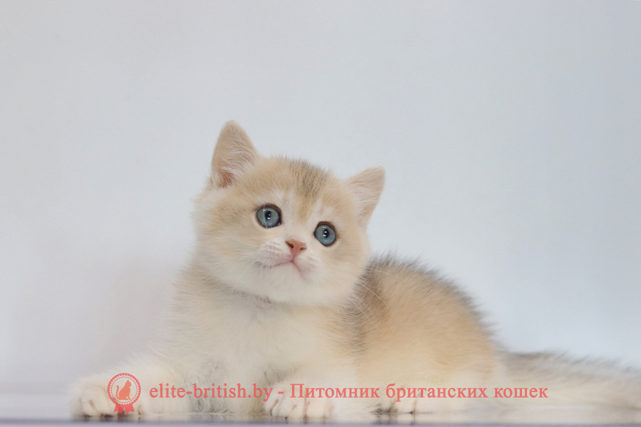 Британский котенок золотая шиншилла окрас - голубое золото, мальчик Yogurt (Йогурт), помет от 10.07.2025 купить британского котенка лиловое золото, купить британца лиловое золото, лиловый золотой британский кот, шиншиллы золотые лиловые британцы фото, золотой тикированный британец, британская кошка золотая шиншилла тикированная, британский кот шиншилла золотая, золотой тикированный британец, британец золотая шиншилла, британец золотистый, котята британские окрас золотая шиншилла, британская кошка золотая шиншилла фото, британец окрас золотая шиншилла фото, британский золотой котенок, британская золотая кошка, британские котята золотая шиншилла, британский золотистый кот, кот золотой британец, британцы окрас золотой