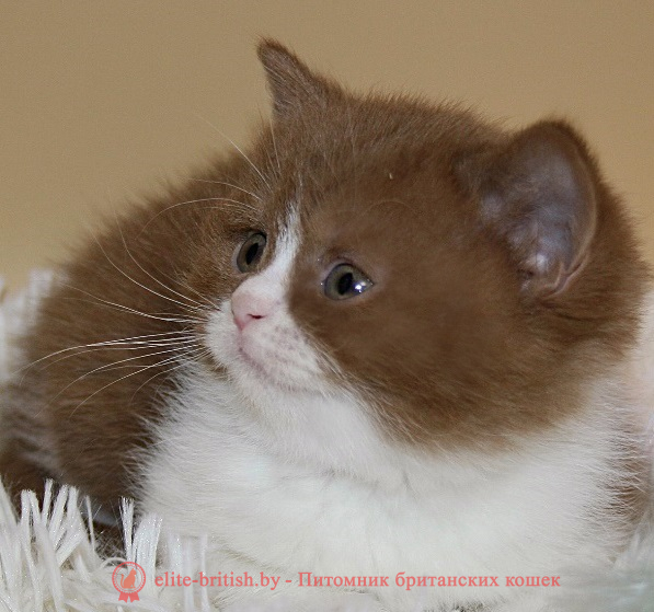 купить британского котенка, купить британца, циннамон биколор британская кошка, кот британский циннамон биколор, британский котенок циннамон биколор , шоколадный ван британец, циннамон биколор британец, британские котята циннамон фото, британцы циннамон фото, циннамон британская кошка, кот британский циннамон арелекин, британский котенок , циннамон арелекин британец, британец, британские котята фото, британцы фото
