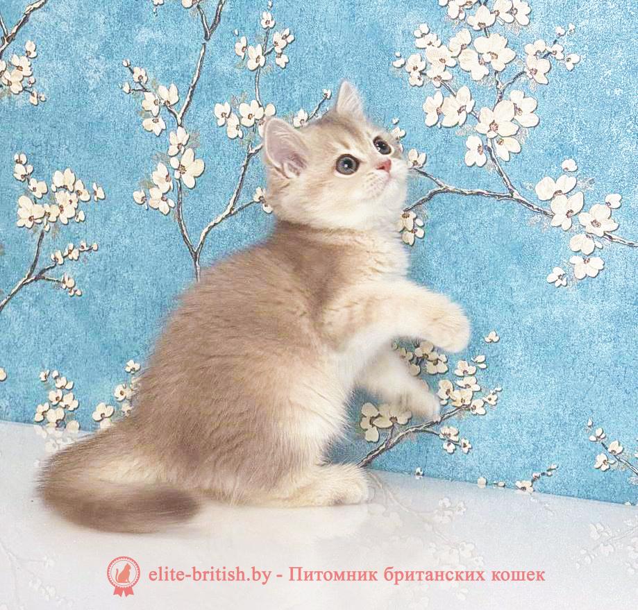 Британский котенок окраса золотая шиншилла - лиловое золото , девочка Rafaela (Рафаела), помет от 18.06.2025 купить британского котенка голубое золото, купить британца голубое золото, голубой золотой британский кот, шиншиллы золотые голубые британцы фото, золотой тикированный британец, британская кошка золотая шиншилла тикированная, британский кот шиншилла золотая, золотой тикированный британец, британец золотая шиншилла, британец золотистый, котята британские окрас золотая шиншилла, британская кошка золотая шиншилла фото, британец окрас золотая шиншилла фото, британский золотой котенок, британская золотая кошка, британские котята золотая шиншилла, британский золотистый кот, кот золотой британец, британцы окрас золотой