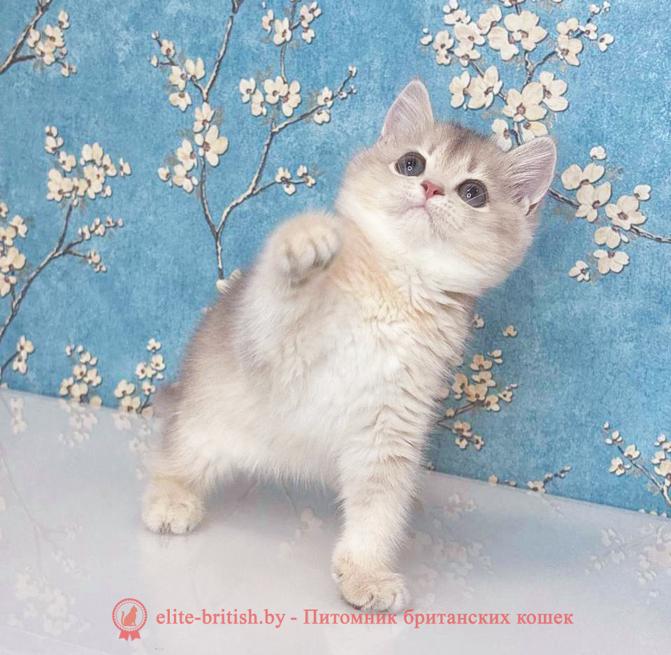 Британский котенок окраса золотая шиншилла - лиловое золото , девочка Rafaela (Рафаела), помет от 18.06.2025 купить британского котенка голубое золото, купить британца голубое золото, голубой золотой британский кот, шиншиллы золотые голубые британцы фото, золотой тикированный британец, британская кошка золотая шиншилла тикированная, британский кот шиншилла золотая, золотой тикированный британец, британец золотая шиншилла, британец золотистый, котята британские окрас золотая шиншилла, британская кошка золотая шиншилла фото, британец окрас золотая шиншилла фото, британский золотой котенок, британская золотая кошка, британские котята золотая шиншилла, британский золотистый кот, кот золотой британец, британцы окрас золотой