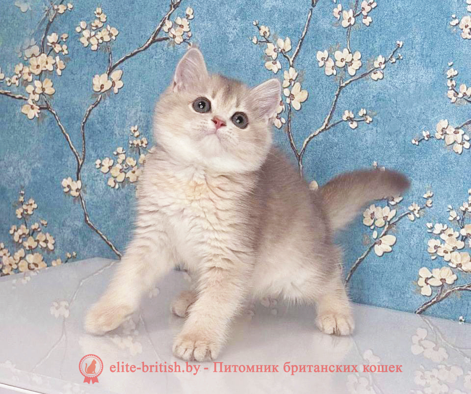 Британский котенок окраса золотая шиншилла - лиловое золото , девочка Rafaela (Рафаела), помет от 18.06.2025 купить британского котенка голубое золото, купить британца голубое золото, голубой золотой британский кот, шиншиллы золотые голубые британцы фото, золотой тикированный британец, британская кошка золотая шиншилла тикированная, британский кот шиншилла золотая, золотой тикированный британец, британец золотая шиншилла, британец золотистый, котята британские окрас золотая шиншилла, британская кошка золотая шиншилла фото, британец окрас золотая шиншилла фото, британский золотой котенок, британская золотая кошка, британские котята золотая шиншилла, британский золотистый кот, кот золотой британец, британцы окрас золотой