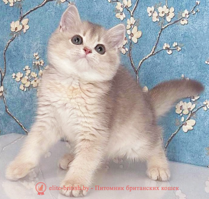 купить британского котенка, купить британца, золотой британский кот, золотые британцы фото, золотой британец, британская кошка золотая шиншилла,  британский кот шиншилла золотая, золотой тикированный британец, британец золотая шиншилла, британец золотистый,  котята британские окрас золотая шиншилла, британская кошка золотая шиншилла фото, британец окрас золотая шиншилла фото, британский золотой котенок, длинношерстная британская золотая кошка, британские котята золотая шиншилла, британский золотистый кот, кот золотой британец , британцы окрас золотой, британцы окрас золотая шиншилла, котята британцы золотая шиншилла, золотистые британские котята, британские котята золотого окраса, британцы золотая шиншилла фото, золотой окрас британских кошек, британцы золотого окраса, британские котята золотого окраса, британец окрас золотая шиншилла, британские котята окраса золотая шиншилла,  британская короткошерстная окраса золото