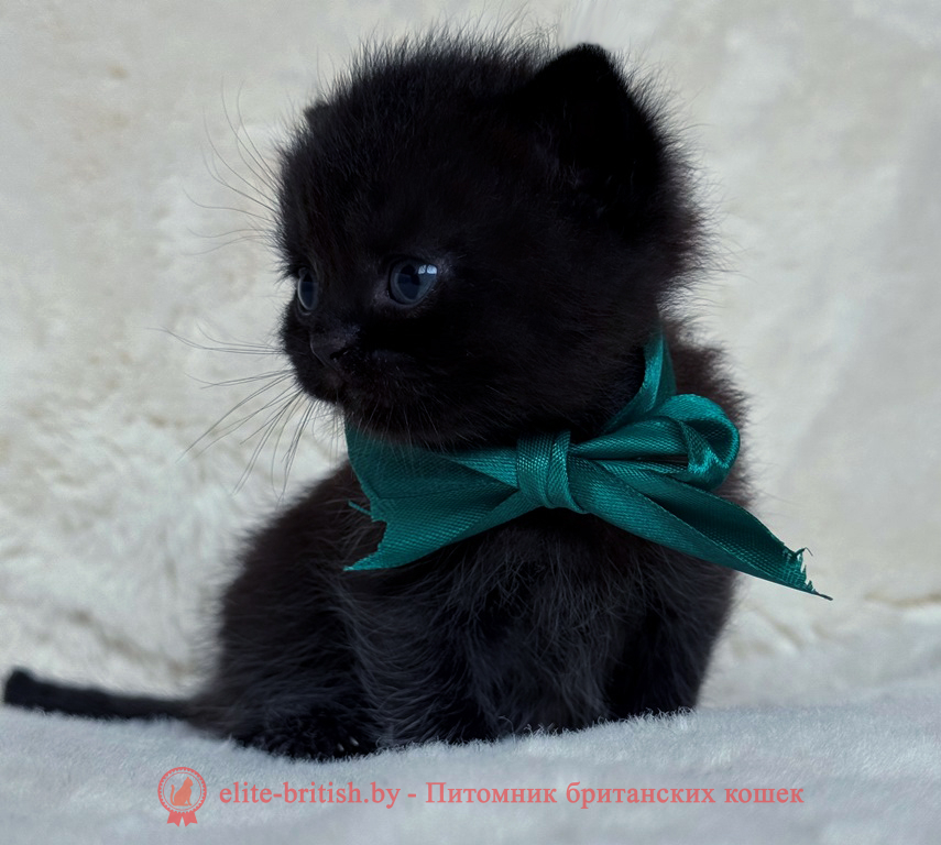 Британские котята черного окраса, мальчик, помет от 04.07.2025 британец черный фото, черные британцы фото, черный британский кот фото, черные британские коты фото, черная британская кошка, черная британская кошка фото, черный британский кот, черные британские коты, британский черный котенок, черные британские котята, кот британец черный фото, черные коты британцы фото, черный британец, британцы черные, британские котята черного окраса, черный британец котенок, котята британцы черные, фото черного британского котенка, черные британские котята фото, британцы коты черные, черный британец кот, британец черный мрамор на серебре, британские коты черного окраса фото, британец черного цвета, черная кошка британец, кот британец черно белый, британец черного цвета, британские кошки окрас черный, британцы черный окрас, британские кошки черный мрамор, британский кот черный мрамор, британский котенок черный мрамор, черный мраморный британец, черный мрамор британцы, котята британцы черные фото, черный британец котенок фото, британцы черного окраса фото, кошки британцы черные фото, британские кошки черного окраса фото, фото британских котят черного окраса, британская кошка черного окраса, британская черный окрас, британские котята черного окраса, британские котята черного окраса фото, британские кошки черного окраса фото, британский кот черного окраса фото, британцы черного окраса, британцы черного окраса фото