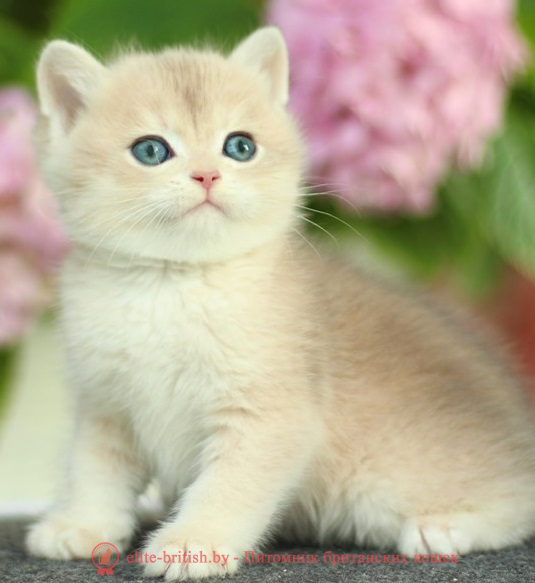 купить британского котенка, купить британца, золотой британский кот, золотые британцы фото, золотой британец, британская кошка золотая шиншилла,  британский кот шиншилла золотая, британский котенок голубое золото, британец голубой золотой, купить британского котенка, купить британца, золотой британский кот, золотые британцы фото, золотой британец, британская кошка золотая шиншилла, британский кот шиншилла золотая, золотой тикированный британец, британец золотая шиншилла, британец золотистый, котята британские окрас золотая шиншилла, британская кошка золотая шиншилла фото, британец окрас золотая шиншилла фото, британский золотой котенок, британская золотая кошка, британские котята золотая шиншилла, британский золотистый кот, кот золотой британец, британцы окрас золотой, британцы окрас золотая шиншилла, котята британцы золотая шиншилла, золотистые британские котята, британские котята золотого окраса, британцы золотая шиншилла фото, золотой окрас британских кошек, британцы золотого окраса, британские котята золотого окраса, британец окрас золотая шиншилла, британские котята окраса золотая шиншилла, питомник британских кошек золотых окрасов, британец окрас золотая шиншилла фото, затушеванный британец, серебристый затушеванный британец, кошки британские серебристые, британская короткошерстная окраса серебро, золотой тикированный британец, британская кошка тикированная, тикированный британец