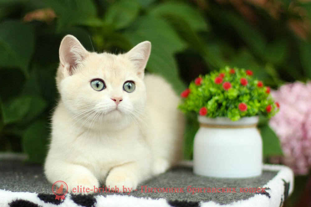 Британские котята золотая шиншилла - окраса голубое золото, девочка Keli (Кели), помет от 30.04.2025 купить британского котенка голубое золото, купить британца голубое золото, голубой золотой британский кот, шиншиллы золотые голубые британцы фото, золотой тикированный британец, британская кошка золотая шиншилла тикированная, британский кот шиншилла золотая, золотой тикированный британец, британец золотая шиншилла, британец золотистый, котята британские окрас золотая шиншилла, британская кошка золотая шиншилла фото, британец окрас золотая шиншилла фото, британский золотой котенок, британская золотая кошка, британские котята золотая шиншилла, британский золотистый кот, кот золотой британец, британцы окрас золотой