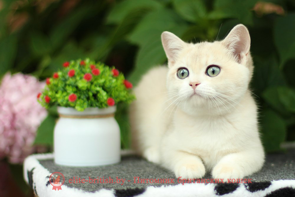 Британские котята золотая шиншилла - окраса голубое золото, девочка Keli (Кели), помет от 30.04.2025 купить британского котенка голубое золото, купить британца голубое золото, голубой золотой британский кот, шиншиллы золотые голубые британцы фото, золотой тикированный британец, британская кошка золотая шиншилла тикированная, британский кот шиншилла золотая, золотой тикированный британец, британец золотая шиншилла, британец золотистый, котята британские окрас золотая шиншилла, британская кошка золотая шиншилла фото, британец окрас золотая шиншилла фото, британский золотой котенок, британская золотая кошка, британские котята золотая шиншилла, британский золотистый кот, кот золотой британец, британцы окрас золотой