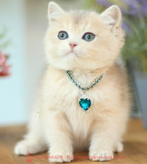 купить британского котенка, купить британца, золотой британский кот, золотые британцы фото, золотой британец, британская кошка золотая шиншилла,  британский кот шиншилла золотая, британский котенок голубое золото, британец голубой золотой, купить британского котенка, купить британца, золотой британский кот, золотые британцы фото, золотой британец, британская кошка золотая шиншилла, британский кот шиншилла золотая, золотой тикированный британец, британец золотая шиншилла, британец золотистый, котята британские окрас золотая шиншилла, британская кошка золотая шиншилла фото, британец окрас золотая шиншилла фото, британский золотой котенок, британская золотая кошка, британские котята золотая шиншилла, британский золотистый кот, кот золотой британец, британцы окрас золотой, британцы окрас золотая шиншилла, котята британцы золотая шиншилла, золотистые британские котята, британские котята золотого окраса, британцы золотая шиншилла фото, золотой окрас британских кошек, британцы золотого окраса, британские котята золотого окраса, британец окрас золотая шиншилла, британские котята окраса золотая шиншилла, питомник британских кошек золотых окрасов, британец окрас золотая шиншилла фото, затушеванный британец, серебристый затушеванный британец, кошки британские серебристые, британская короткошерстная окраса серебро, золотой тикированный британец, британская кошка тикированная, тикированный британец