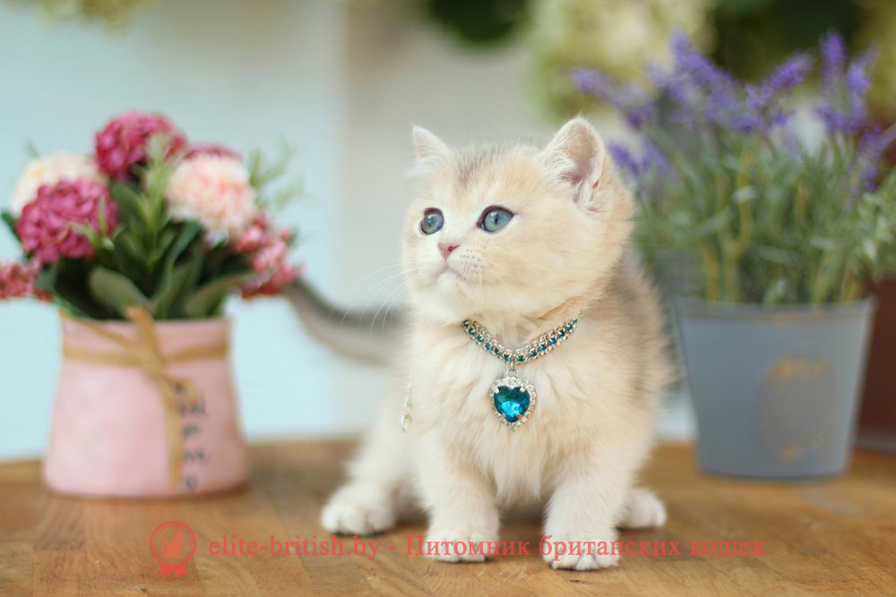 Британские котята золотая шиншилла - окраса голубое золото, девочка Maryana (Марьяна), помет от 18.06.2025 купить британского котенка лиловое золото, купить британца лиловое золото, лиловый золотой британский кот, шиншиллы золотые лиловые британцы фото, золотой тикированный британец, британская кошка золотая шиншилла тикированная, британский кот шиншилла золотая, золотой тикированный британец, британец золотая шиншилла, британец золотистый, котята британские окрас золотая шиншилла, британская кошка золотая шиншилла фото, британец окрас золотая шиншилла фото, британский золотой котенок, британская золотая кошка, британские котята золотая шиншилла, британский золотистый кот, кот золотой британец, британцы окрас золотой
