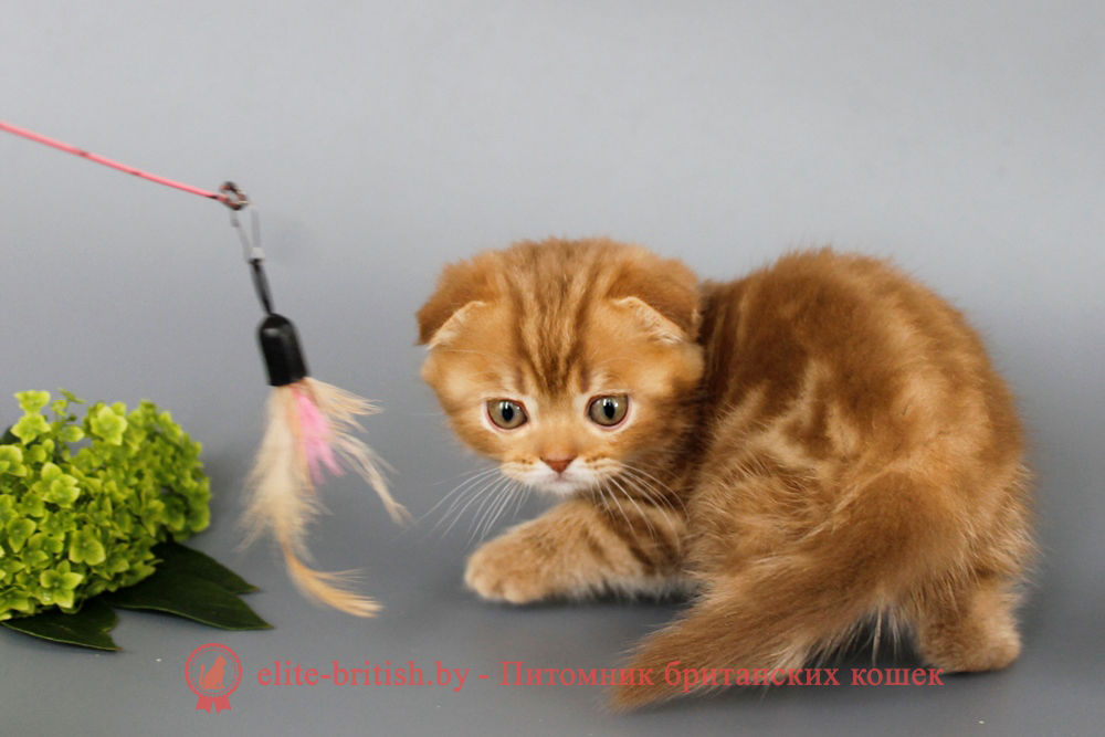Шотландские вислоухие котята циннамон мраморного окраса, мальчик Persey (Персей), помет от 10.06.2025 вислоухий циннамон кот мраморный, мраморный циннамон вислоухий шотландский, мраморный окрас шотландских котят циннамон, вислоухий шотландский кот циннамон мраморного окраса, мраморный окрас шотландской кошки, вислоухий циннамон шотландский мраморного окраса, котята шотландцы мраморный окрас, мраморный окрас скоттиш фолд котят, вислоухий мраморный фолд