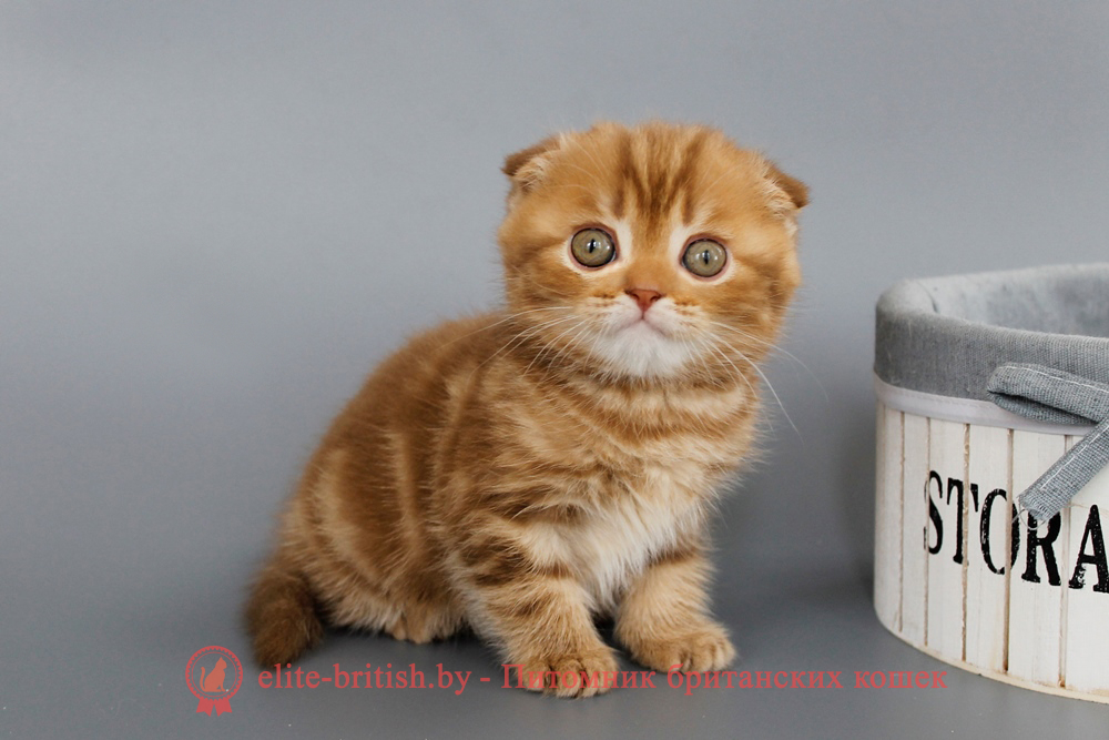 Шотландские вислоухие котята циннамон мраморного окраса, мальчик Persey (Персей), помет от 10.06.2025 вислоухий циннамон кот мраморный, мраморный циннамон вислоухий шотландский, мраморный окрас шотландских котят циннамон, вислоухий шотландский кот циннамон мраморного окраса, мраморный окрас шотландской кошки, вислоухий циннамон шотландский мраморного окраса, котята шотландцы мраморный окрас, мраморный окрас скоттиш фолд котят, вислоухий мраморный фолд