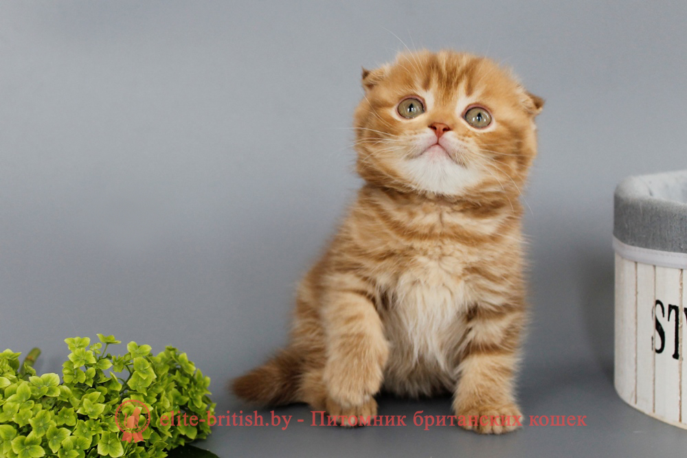 Шотландские вислоухие котята циннамон мраморного окраса, мальчик Persey (Персей), помет от 10.06.2025 вислоухий циннамон кот мраморный, мраморный циннамон вислоухий шотландский, мраморный окрас шотландских котят циннамон, вислоухий шотландский кот циннамон мраморного окраса, мраморный окрас шотландской кошки, вислоухий циннамон шотландский мраморного окраса, котята шотландцы мраморный окрас, мраморный окрас скоттиш фолд котят, вислоухий мраморный фолд