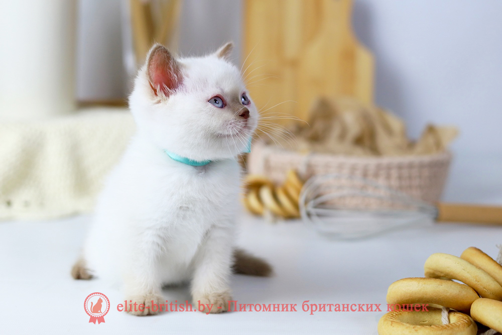 Британский котенок циннамон пойнт окраса, мальчик X-Teddy (Тедди), помет от 11.06.2025 британская кошка колор пойнт, британские коты колор циннамон пойнт, британский кот колор пойнт с голубыми глазами, кот колор пойнт циннамон британский фото, британская кошка колор пойнт фото, купить котенка британца окрас колор пойнт, британский котенок колор циннамон пойнт, британская кошка окраса поинт, британская короткошерстная колор пойнт, колор циннамон поинт окрас у кошек британской, британские котята колор пойнт продажа севастополь, британские котята поинт, британский кот циннамон поинт колор, британская кошка поинт, британская кошка поинт колор, кот британец колор пойнт, британская кошка окраса колор пойнт, котята британские окраса колор пойнт, британская кошка окрас пойнт, британская кошка пойнт, британские котята пойнт, британский кот поинт