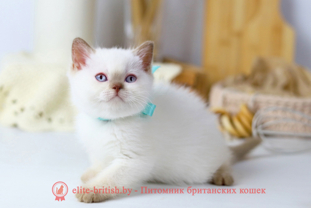 Британский котенок циннамон пойнт окраса, мальчик X-Teddy (Тедди), помет от 11.06.2025 британская кошка колор пойнт, британские коты колор циннамон пойнт, британский кот колор пойнт с голубыми глазами, кот колор пойнт циннамон британский фото, британская кошка колор пойнт фото, купить котенка британца окрас колор пойнт, британский котенок колор циннамон пойнт, британская кошка окраса поинт, британская короткошерстная колор пойнт, колор циннамон поинт окрас у кошек британской, британские котята колор пойнт продажа севастополь, британские котята поинт, британский кот циннамон поинт колор, британская кошка поинт, британская кошка поинт колор, кот британец колор пойнт, британская кошка окраса колор пойнт, котята британские окраса колор пойнт, британская кошка окрас пойнт, британская кошка пойнт, британские котята пойнт, британский кот поинт