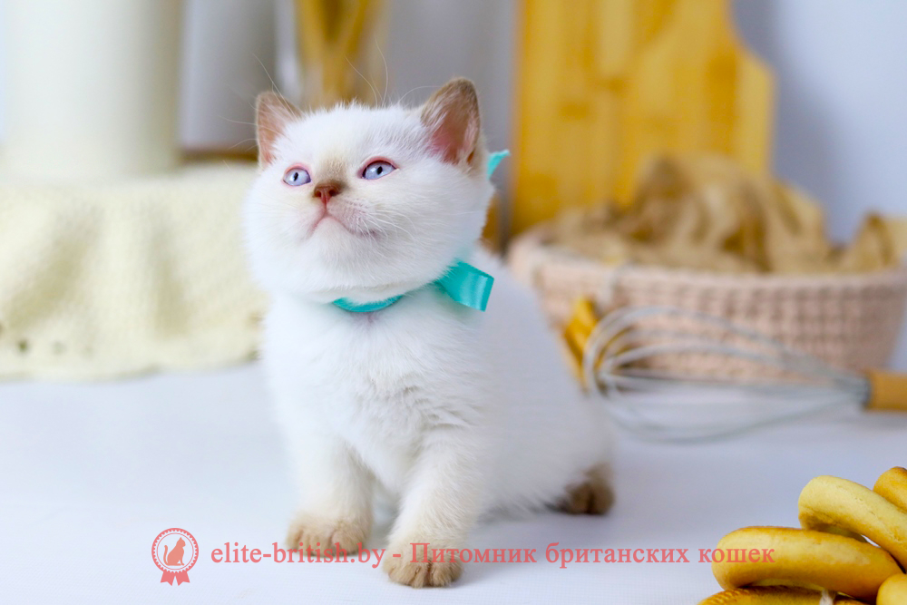 Британский котенок циннамон пойнт окраса, мальчик X-Teddy (Тедди), помет от 11.06.2025 британская кошка колор пойнт, британские коты колор циннамон пойнт, британский кот колор пойнт с голубыми глазами, кот колор пойнт циннамон британский фото, британская кошка колор пойнт фото, купить котенка британца окрас колор пойнт, британский котенок колор циннамон пойнт, британская кошка окраса поинт, британская короткошерстная колор пойнт, колор циннамон поинт окрас у кошек британской, британские котята колор пойнт продажа севастополь, британские котята поинт, британский кот циннамон поинт колор, британская кошка поинт, британская кошка поинт колор, кот британец колор пойнт, британская кошка окраса колор пойнт, котята британские окраса колор пойнт, британская кошка окрас пойнт, британская кошка пойнт, британские котята пойнт, британский кот поинт