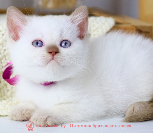 купить британского котенка, купить британца, циннамон британская кошка, кот британский циннамон , британский котенок циннамон , шоколадный ван британец, циннамон британец, британские котята циннамон фото, британцы циннамон фото, циннамон британская кошка, кот британский циннамон, британский котенок , циннамон британец, британец, британские котята фото, британцы фото